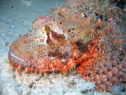 Scorpion Fish by Adrian Newell 